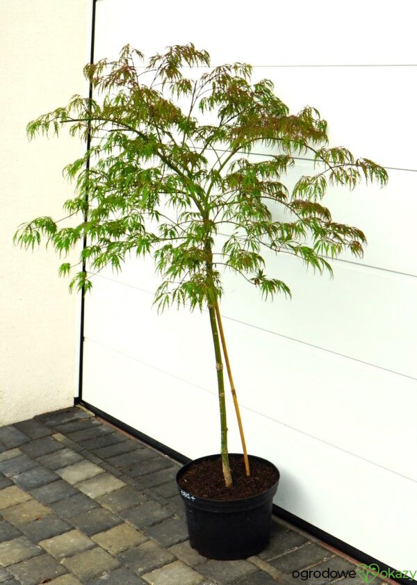 KLON PALMOWY PINK FILIGREE Acer palmatum 'Pink Filigree'