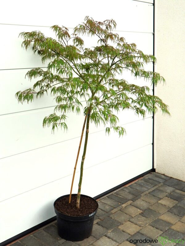 KLON PALMOWY PINK FILIGREE Acer palmatum 'Pink Filigree'