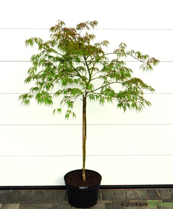 KLON PALMOWY PINK FILIGREE Acer palmatum 'Pink Filigree'