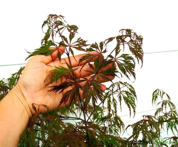 KLON PALMOWY PINK FILIGREE Acer palmatum 'Pink Filigree'