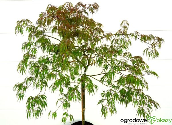 KLON PALMOWY PINK FILIGREE Acer palmatum 'Pink Filigree'
