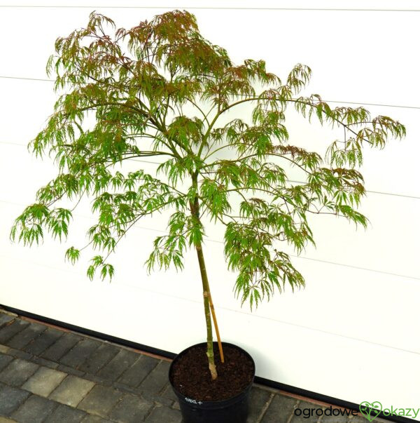 KLON PALMOWY PINK FILIGREE Acer palmatum 'Pink Filigree'