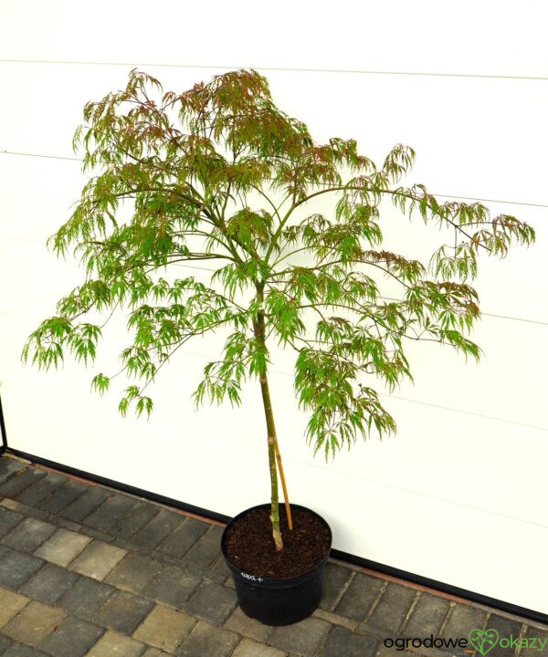 KLON PALMOWY PINK FILIGREE Acer palmatum 'Pink Filigree'