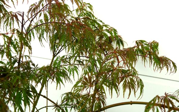 KLON PALMOWY PINK FILIGREE Acer palmatum 'Pink Filigree'