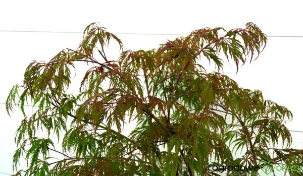 KLON PALMOWY PINK FILIGREE Acer palmatum 'Pink Filigree'