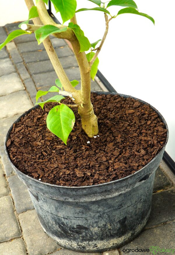 MAGNOLIA BLACK BIRD Magnolia 'Black Bird'