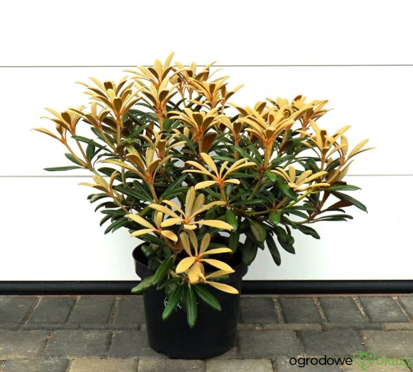 RÓŻANECZNIK KOICHIRO WADA Rhododendron 'Koichiro Wada'