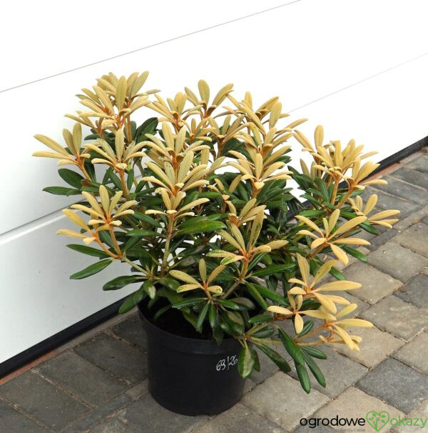 RÓŻANECZNIK KOICHIRO WADA Rhododendron 'Koichiro Wada'