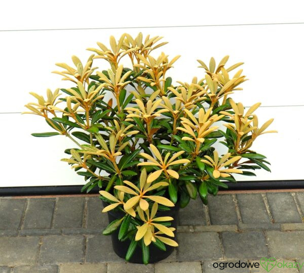 RÓŻANECZNIK KOICHIRO WADA Rhododendron 'Koichiro Wada'