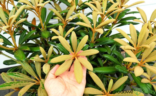 RÓŻANECZNIK KOICHIRO WADA Rhododendron 'Koichiro Wada'