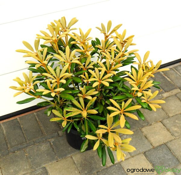 RÓŻANECZNIK KOICHIRO WADA Rhododendron 'Koichiro Wada'