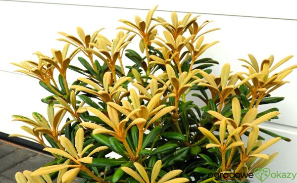 RÓŻANECZNIK KOICHIRO WADA Rhododendron 'Koichiro Wada'