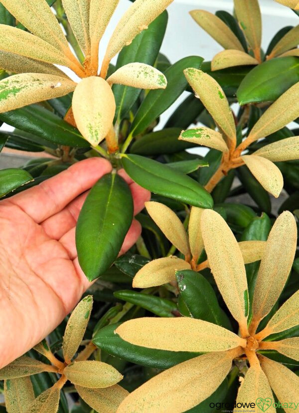 RÓŻANECZNIK KOICHIRO WADA Rhododendron 'Koichiro Wada'