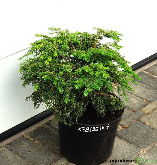 CHOINA KANADYJSKA JEDDELOH Tsuga canadensis 'Jeddeloh'