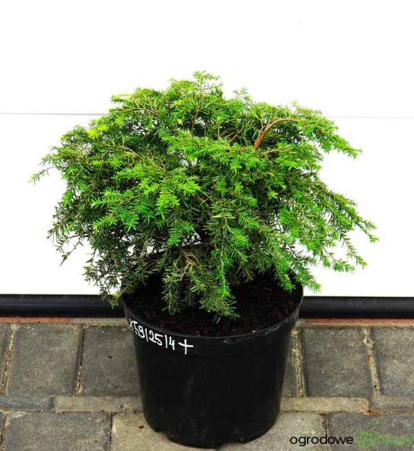 CHOINA KANADYJSKA JEDDELOH Tsuga canadensis 'Jeddeloh'