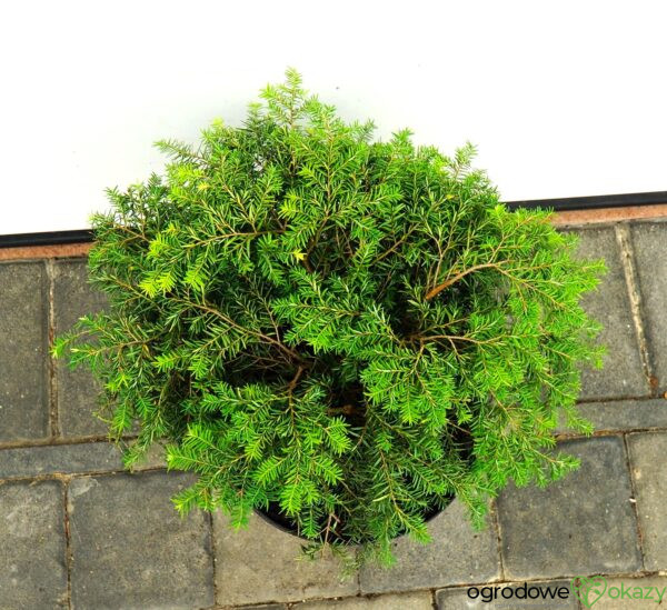 CHOINA KANADYJSKA JEDDELOH Tsuga canadensis 'Jeddeloh'