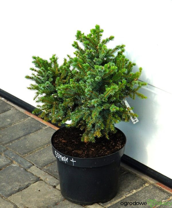 ŚWIERK SITKAJSKI PAPOOSE Picea sitchensis 'Papoose'