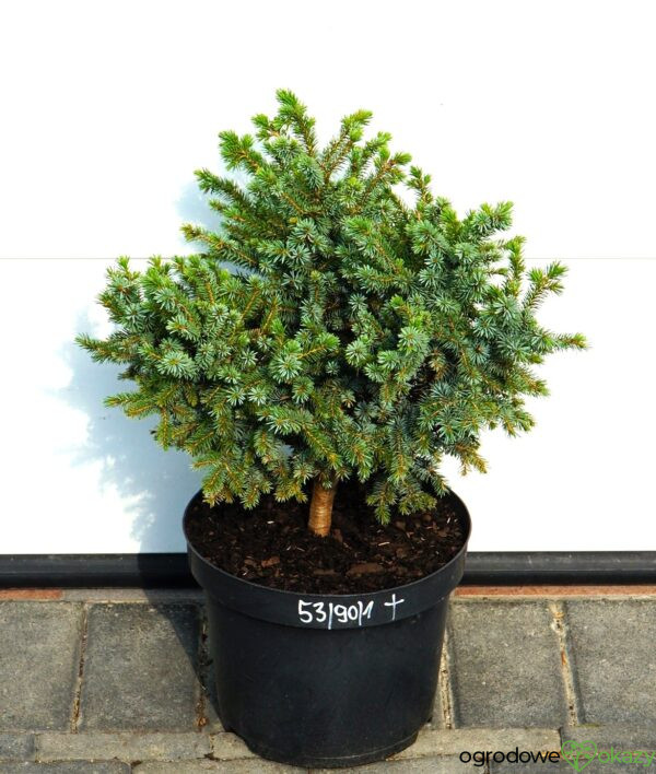 ŚWIERK SITKAJSKI PAPOOSE Picea sitchensis 'Papoose'