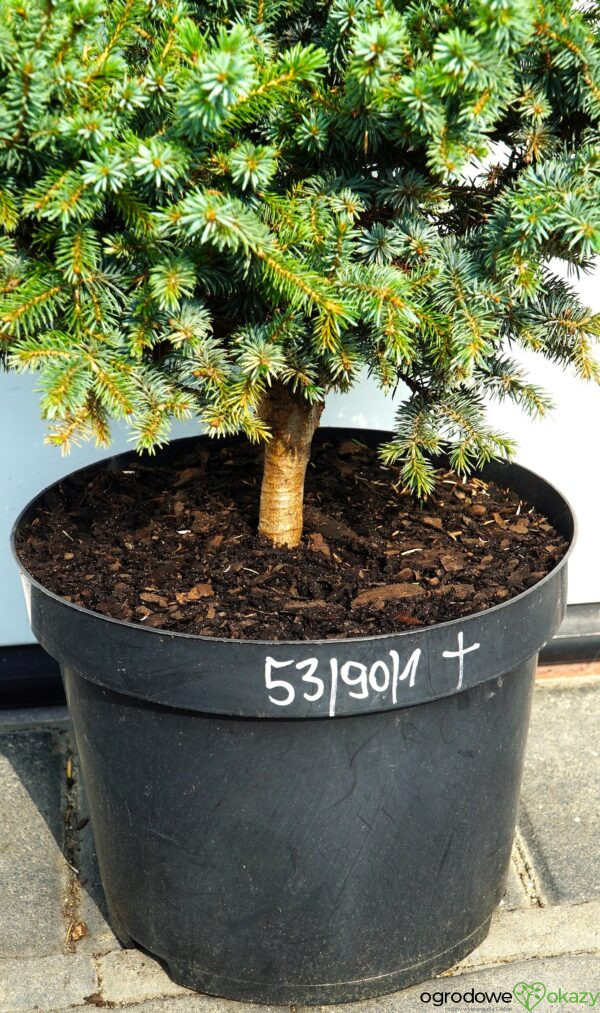 ŚWIERK SITKAJSKI PAPOOSE Picea sitchensis 'Papoose'