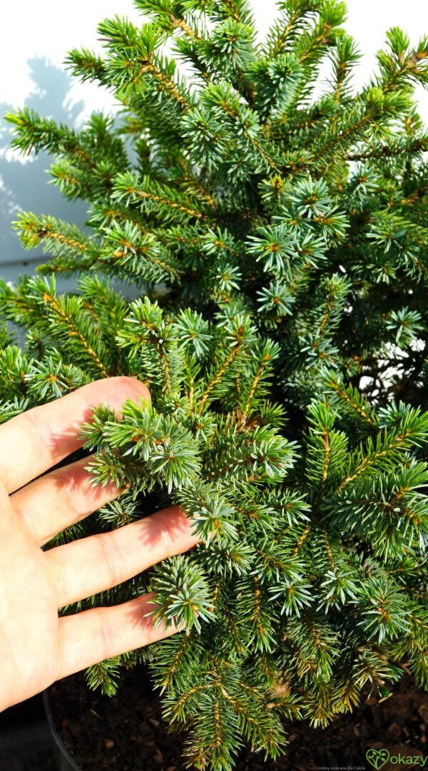 ŚWIERK SITKAJSKI PAPOOSE Picea sitchensis 'Papoose'