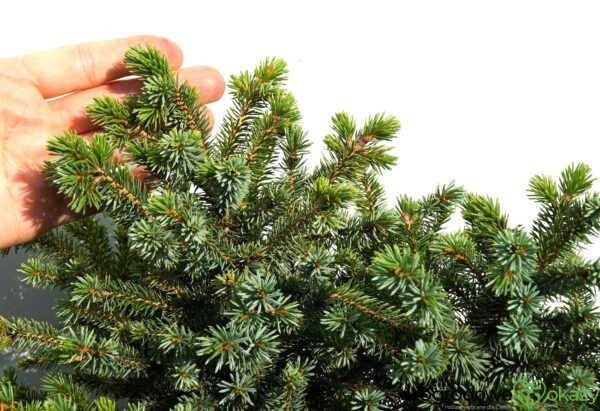 ŚWIERK SITKAJSKI PAPOOSE Picea sitchensis 'Papoose'
