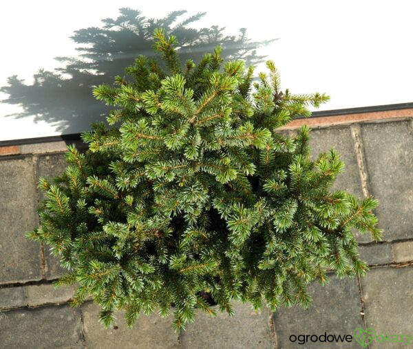 ŚWIERK SITKAJSKI PAPOOSE Picea sitchensis 'Papoose'