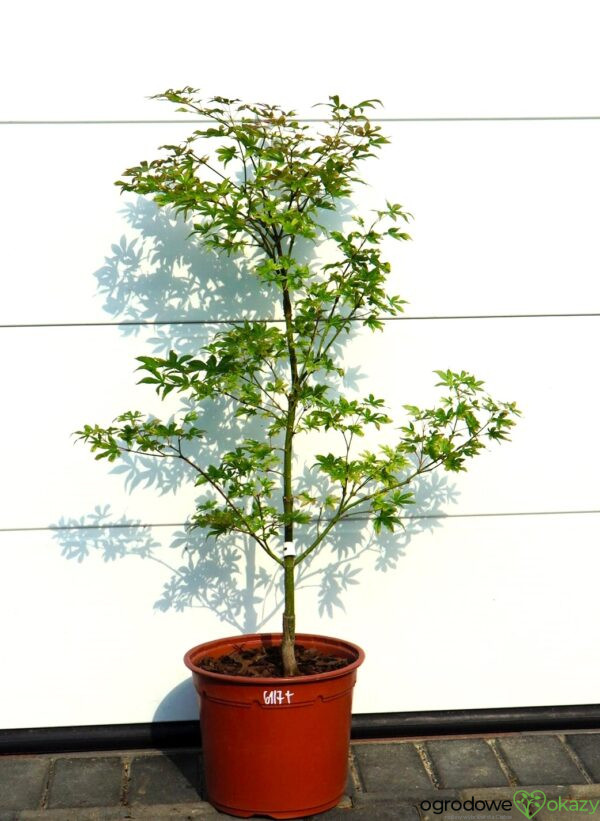 KLON PALMOWY UKIGUMO Acer palmatum 'Ukigumo'