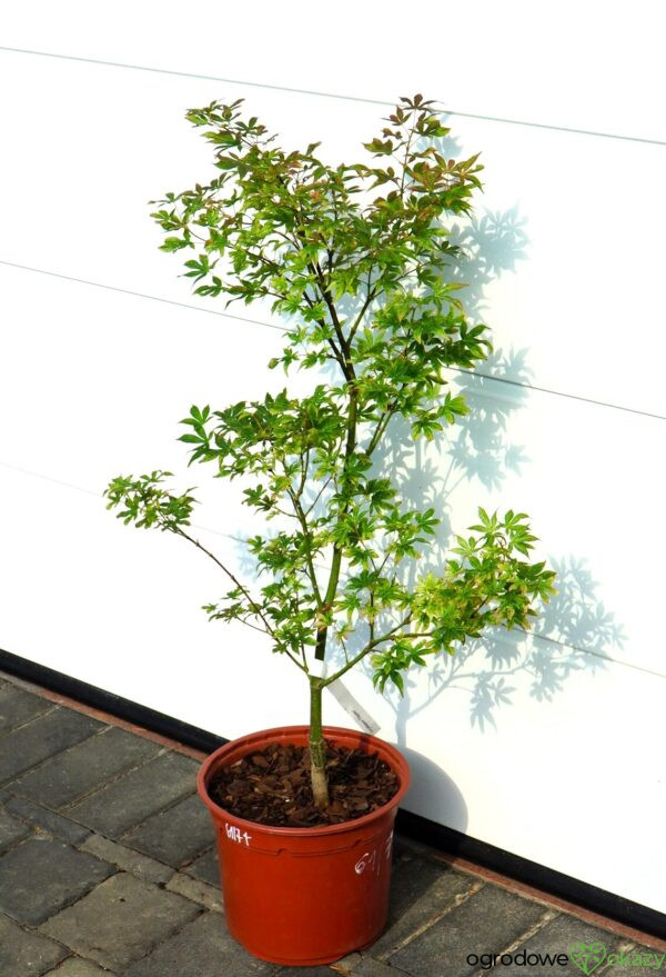 KLON PALMOWY UKIGUMO Acer palmatum 'Ukigumo'