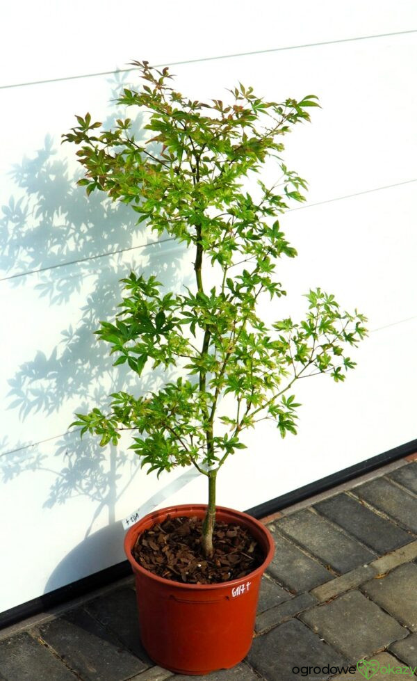 KLON PALMOWY UKIGUMO Acer palmatum 'Ukigumo'