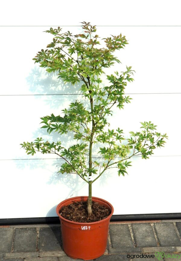 KLON PALMOWY UKIGUMO Acer palmatum 'Ukigumo'