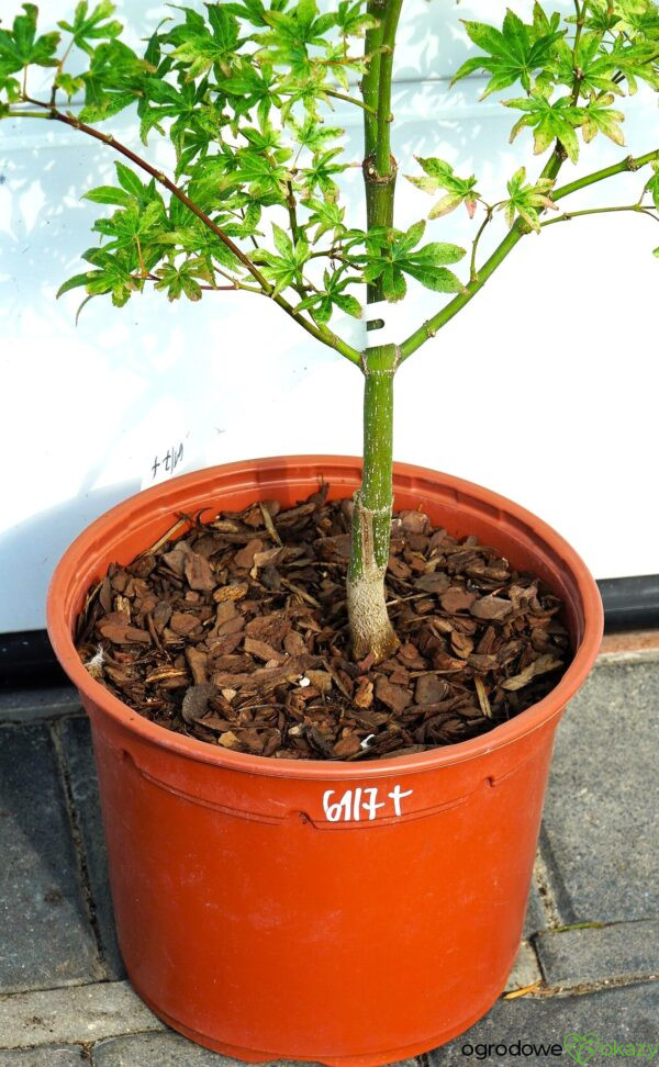 KLON PALMOWY UKIGUMO Acer palmatum 'Ukigumo'