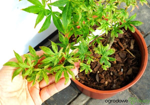 KLON PALMOWY UKIGUMO Acer palmatum 'Ukigumo'