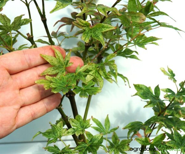 KLON PALMOWY UKIGUMO Acer palmatum 'Ukigumo'