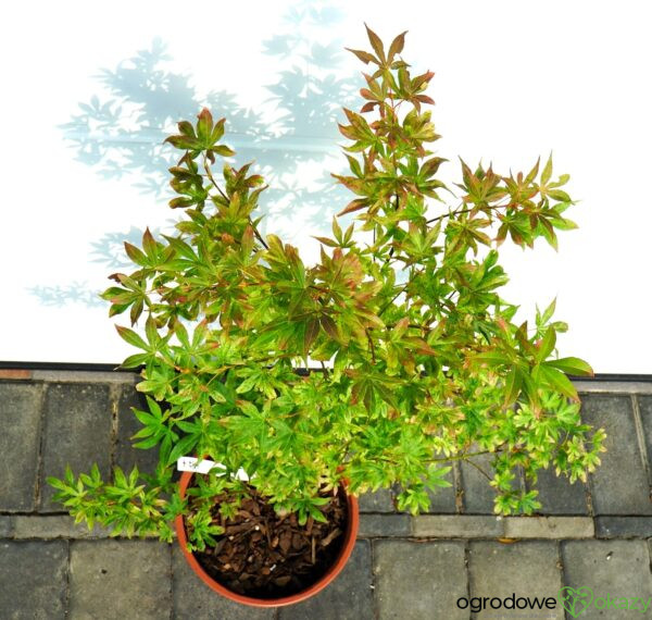 KLON PALMOWY UKIGUMO Acer palmatum 'Ukigumo'