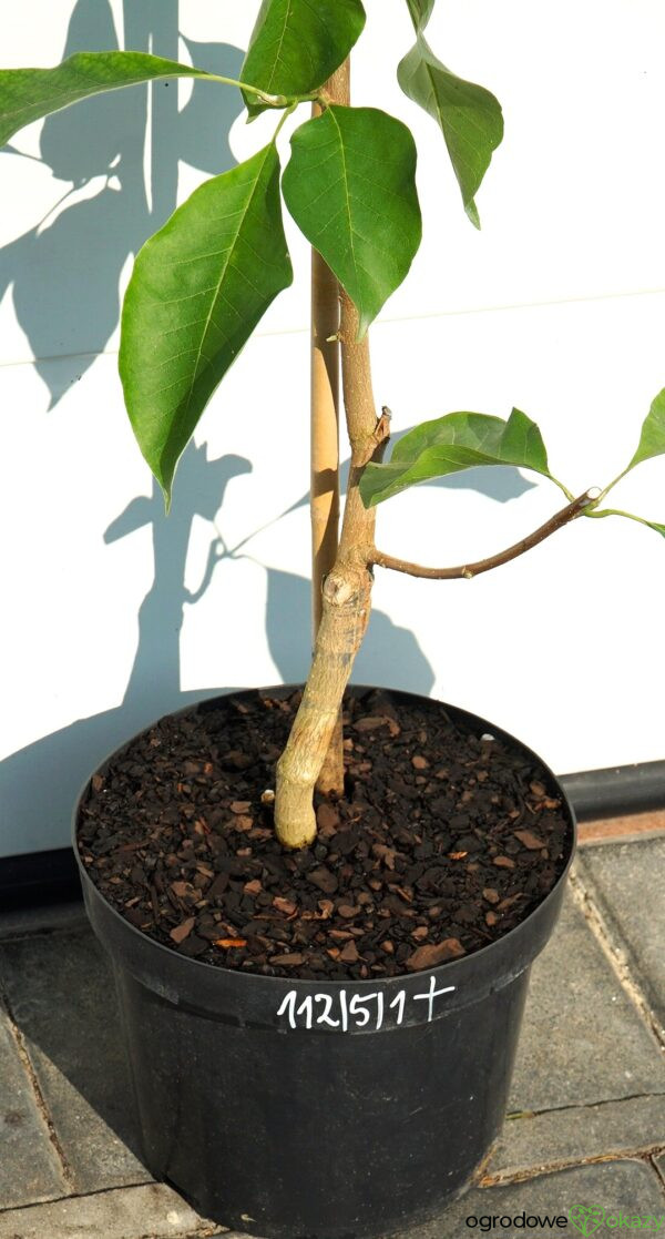 MAGNOLIA BRUKLIŃSKA EVA MARIA Magnolia x brooklynensis 'Eva Maria'