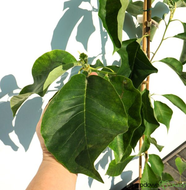 MAGNOLIA BRUKLIŃSKA EVA MARIA Magnolia x brooklynensis 'Eva Maria'