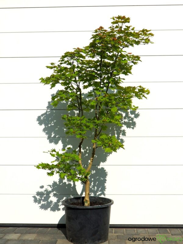 KLON SHIRASAWY AUREUM Acer shirasawanum 'Aureum'