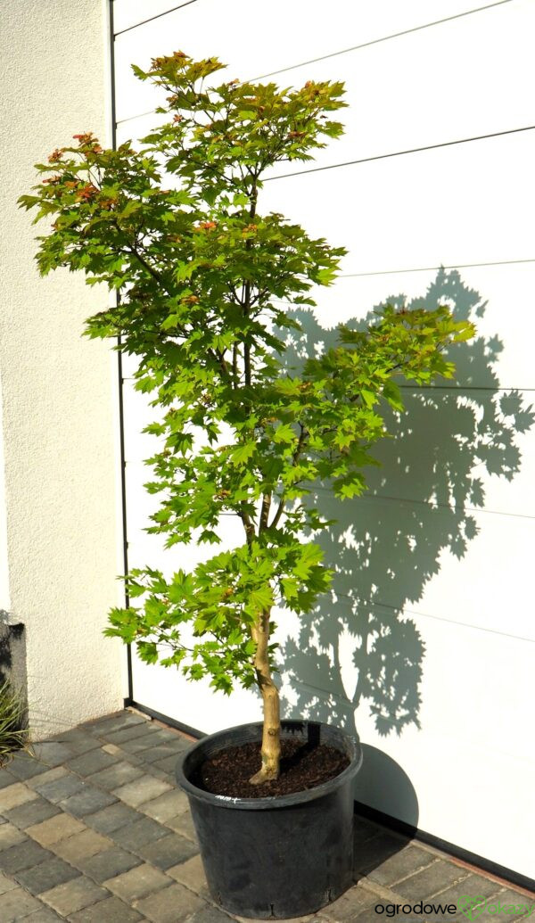 KLON SHIRASAWY AUREUM Acer shirasawanum 'Aureum'