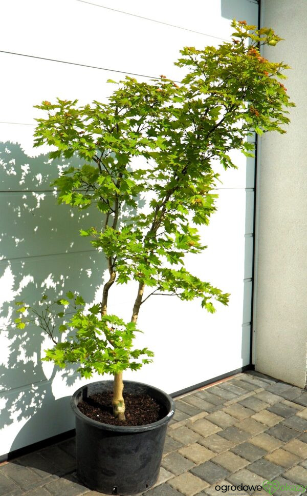 KLON SHIRASAWY AUREUM Acer shirasawanum 'Aureum'