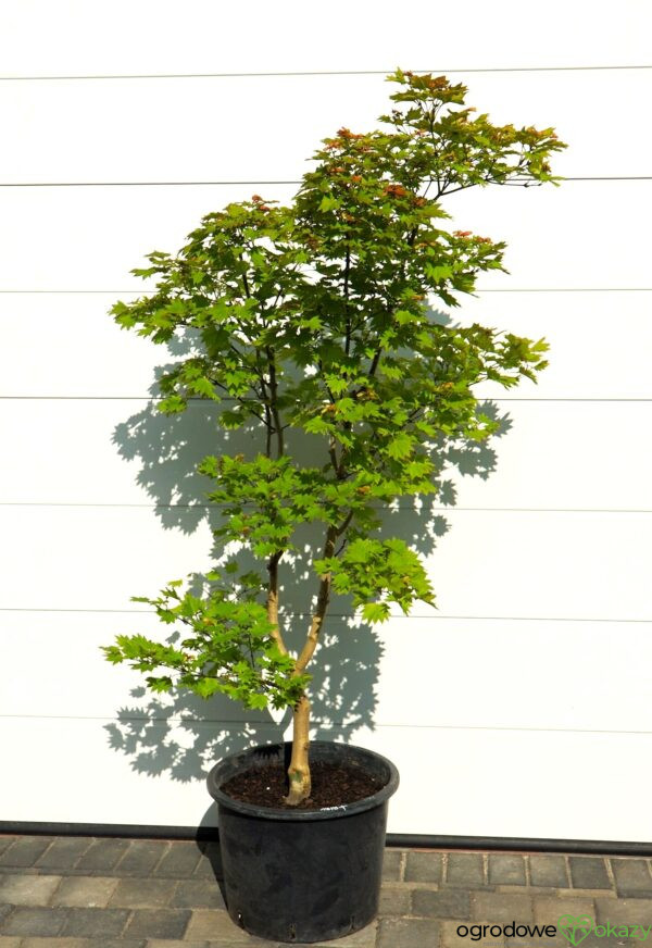 KLON SHIRASAWY AUREUM Acer shirasawanum 'Aureum'
