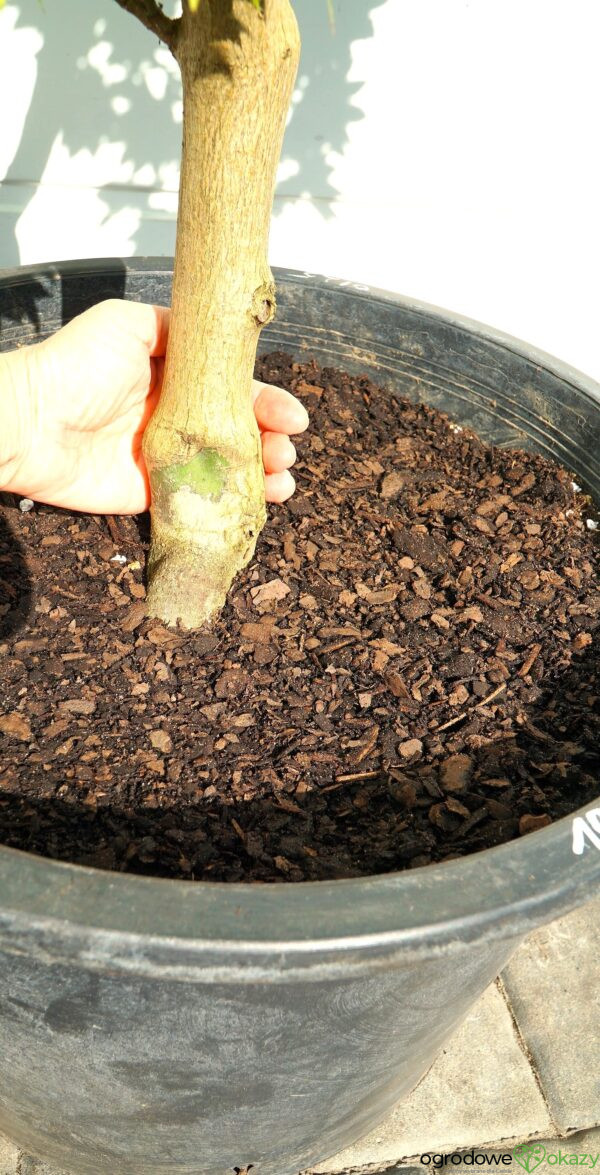 KLON SHIRASAWY AUREUM Acer shirasawanum 'Aureum'