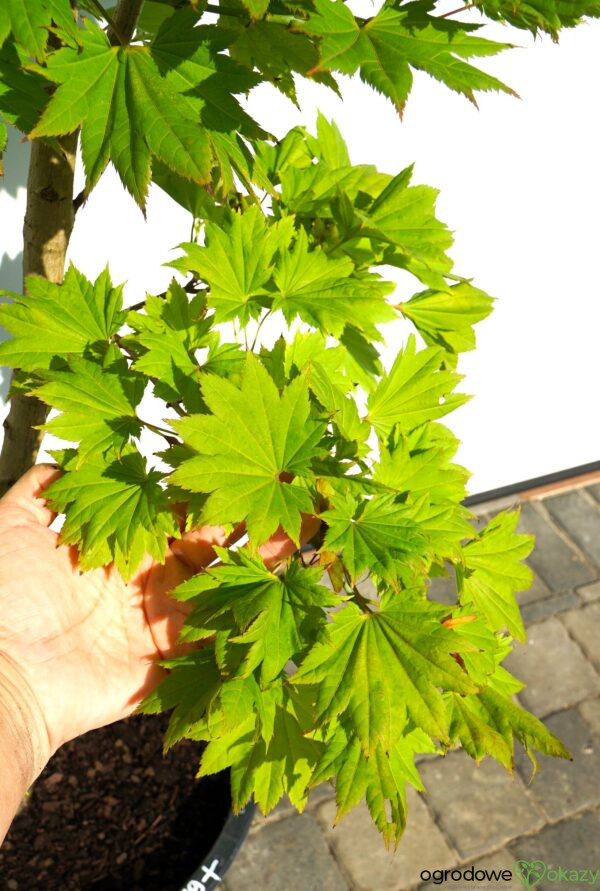 KLON SHIRASAWY AUREUM Acer shirasawanum 'Aureum'