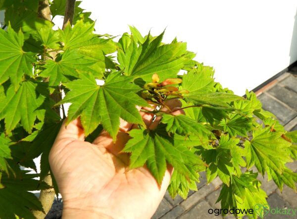 KLON SHIRASAWY AUREUM Acer shirasawanum 'Aureum'