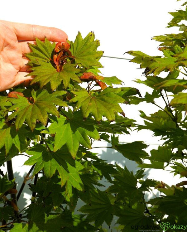 KLON SHIRASAWY AUREUM Acer shirasawanum 'Aureum'