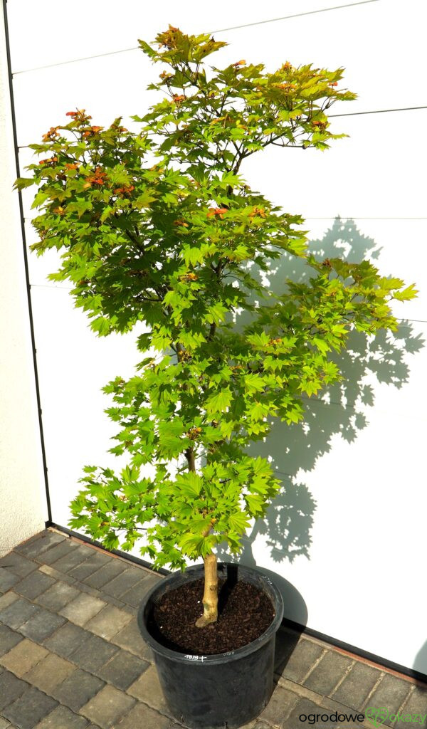 KLON SHIRASAWY AUREUM Acer shirasawanum 'Aureum'