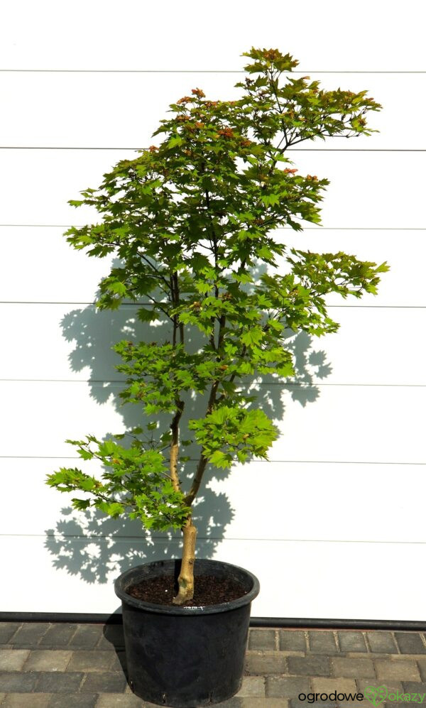 KLON SHIRASAWY AUREUM Acer shirasawanum 'Aureum'