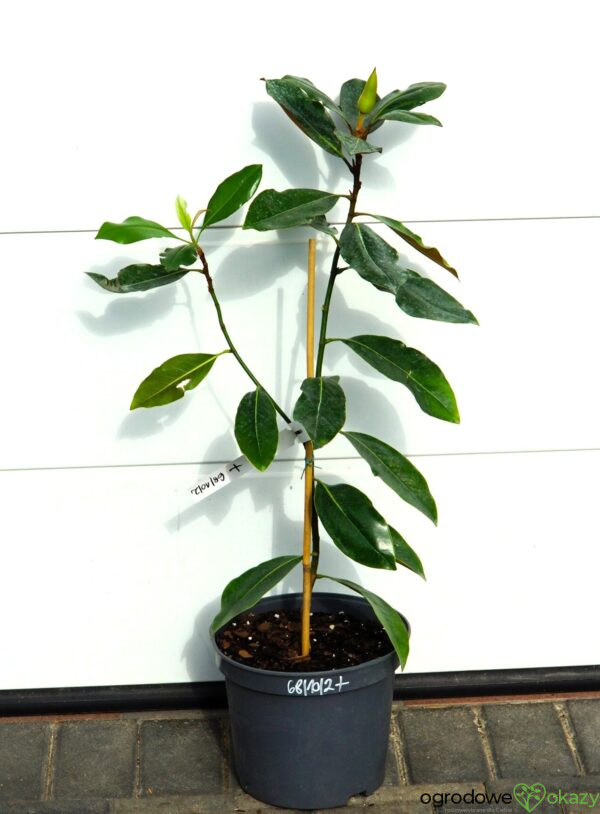 MAGNOLIA WIELKOKWIATOWA LITTLE GEM Magnolia grandiflora 'Little Gem'