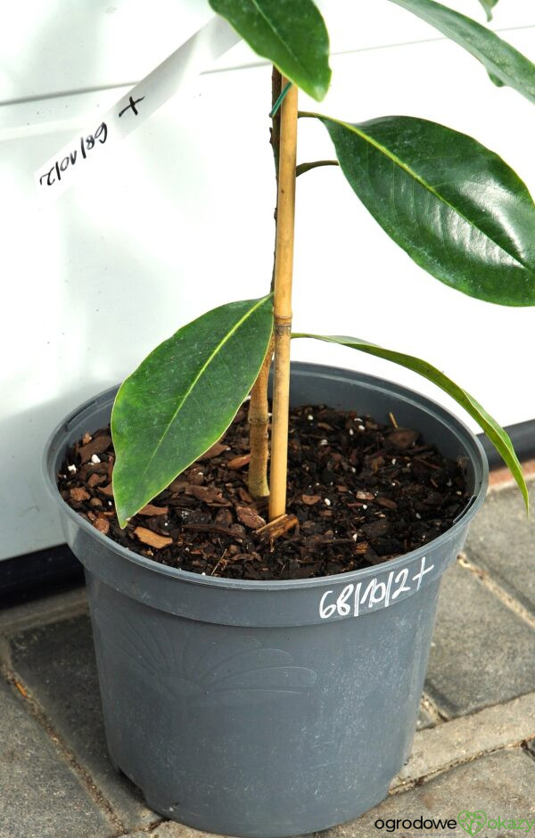 MAGNOLIA WIELKOKWIATOWA LITTLE GEM Magnolia grandiflora 'Little Gem'
