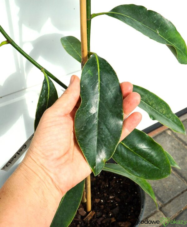 MAGNOLIA WIELKOKWIATOWA LITTLE GEM Magnolia grandiflora 'Little Gem'