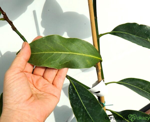 MAGNOLIA WIELKOKWIATOWA LITTLE GEM Magnolia grandiflora 'Little Gem'